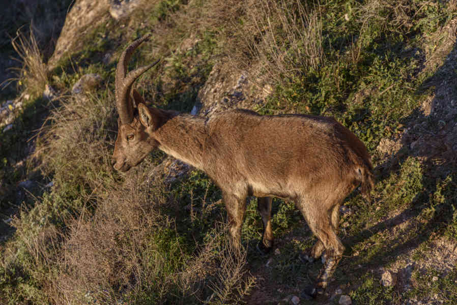 Muflón - Chinchilla de Montearagón - Albacete - Castilla la Mancha - España 4 .jpg